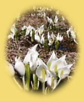 一之瀬園地の水芭蕉、4月下旬〜5月上旬